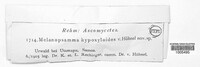 Melanopsamma hypoxyloides image